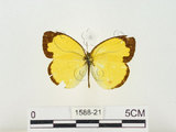 中文名:江崎黃蝶(1588-21)學名:Eurema alitha esakii Shirôzu, 1953(1588-21)