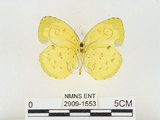 中文名:江崎黃蝶(2909-1553)學名:Eurema alitha esakii Shirôzu, 1953(2909-1553)