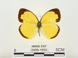 中文名:江崎黃蝶(2909-1553)學名:Eurema alitha esakii Shirôzu, 1953(2909-1553)