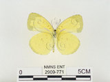 中文名:江崎黃蝶(2909-771)學名:Eurema alitha esakii Shirôzu, 1953(2909-771)