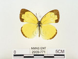 中文名:江崎黃蝶(2909-771)學名:Eurema alitha esakii Shirôzu, 1953(2909-771)