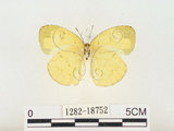 中文名:淡色黃蝶(1282-18752)學名:Eurema andersoni godana (Fruhstorfer, 1910)(1282-18752)