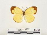 中文名:淡色黃蝶(1282-18752)學名:Eurema andersoni godana (Fruhstorfer, 1910)(1282-18752)