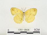 中文名:淡色黃蝶(1282-18836)學名:Eurema andersoni godana (Fruhstorfer, 1910)(1282-18836)