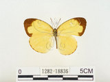 中文名:淡色黃蝶(1282-18836)學名:Eurema andersoni godana (Fruhstorfer, 1910)(1282-18836)