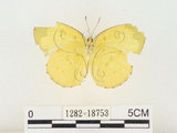 中文名:淡色黃蝶(1282-18753)學名:Eurema andersoni godana (Fruhstorfer, 1910)(1282-18753)