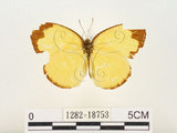 中文名:淡色黃蝶(1282-18753)學名:Eurema andersoni godana (Fruhstorfer, 1910)(1282-18753)