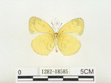 中文名:淡色黃蝶(1282-18585)學名:Eurema andersoni godana (Fruhstorfer, 1910)(1282-18585)