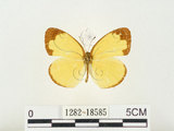 中文名:淡色黃蝶(1282-18585)學名:Eurema andersoni godana (Fruhstorfer, 1910)(1282-18585)