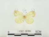 中文名:淡色黃蝶(1282-18700)學名:Eurema andersoni godana (Fruhstorfer, 1910)(1282-18700)