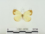 中文名:淡色黃蝶(1282-18700)學名:Eurema andersoni godana (Fruhstorfer, 1910)(1282-18700)