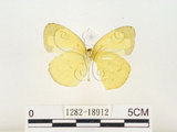 中文名:淡色黃蝶(1282-18912)學名:Eurema andersoni godana (Fruhstorfer, 1910)(1282-18912)