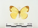 中文名:淡色黃蝶(1282-18912)學名:Eurema andersoni godana (Fruhstorfer, 1910)(1282-18912)