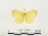 中文名:淡色黃蝶(1282-17589)學名:Eurema andersoni godana (Fruhstorfer, 1910)(1282-17589)