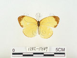 中文名:淡色黃蝶(1282-17589)學名:Eurema andersoni godana (Fruhstorfer, 1910)(1282-17589)