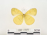 中文名:淡色黃蝶(1282-17277)學名:Eurema andersoni godana (Fruhstorfer, 1910)(1282-17277)