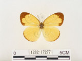 中文名:淡色黃蝶(1282-17277)學名:Eurema andersoni godana (Fruhstorfer, 1910)(1282-17277)