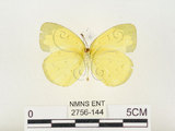 中文名:淡色黃蝶(2756-144)學名:Eurema andersoni godana (Fruhstorfer, 1910)(2756-144)