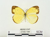 中文名:淡色黃蝶(2756-144)學名:Eurema andersoni godana (Fruhstorfer, 1910)(2756-144)