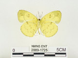 中文名:淡色黃蝶(2889-1725)學名:Eurema andersoni godana (Fruhstorfer, 1910)(2889-1725)