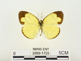 中文名:淡色黃蝶(2889-1725)學名:Eurema andersoni godana (Fruhstorfer, 1910)(2889-1725)