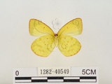 中文名:星黃蝶(1282-40549)學名:Eurema brigitta hainana (Moore, 1878)(1282-40549)