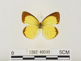 中文名:星黃蝶(1282-40549)學名:Eurema brigitta hainana (Moore, 1878)(1282-40549)