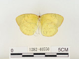 中文名:星黃蝶(1282-40550)學名:Eurema brigitta hainana (Moore, 1878)(1282-40550)