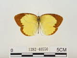 中文名:星黃蝶(1282-40550)學名:Eurema brigitta hainana (Moore, 1878)(1282-40550)