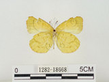 中文名:星黃蝶(1282-18668)學名:Eurema brigitta hainana (Moore, 1878)(1282-18668)