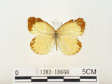 中文名:星黃蝶(1282-18668)學名:Eurema brigitta hainana (Moore, 1878)(1282-18668)