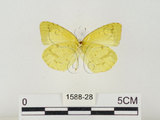 中文名:星黃蝶(1588-28)學名:Eurema brigitta hainana (Moore, 1878)(1588-28)