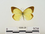 中文名:星黃蝶(1588-28)學名:Eurema brigitta hainana (Moore, 1878)(1588-28)