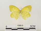 中文名:星黃蝶(1588-9)學名:Eurema brigitta hainana (Moore, 1878)(1588-9)