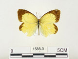 中文名:星黃蝶(1588-9)學名:Eurema brigitta hainana (Moore, 1878)(1588-9)