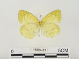 中文名:星黃蝶(1588-31)學名:Eurema brigitta hainana (Moore, 1878)(1588-31)