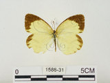 中文名:星黃蝶(1588-31)學名:Eurema brigitta hainana (Moore, 1878)(1588-31)