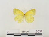 中文名:星黃蝶(1588-26)學名:Eurema brigitta hainana (Moore, 1878)(1588-26)