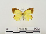 中文名:星黃蝶(1588-26)學名:Eurema brigitta hainana (Moore, 1878)(1588-26)