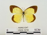 中文名:星黃蝶(2909-1018)學名:Eurema brigitta hainana (Moore, 1878)(2909-1018)