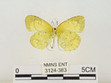 中文名:星黃蝶(3124-383)學名:Eurema brigitta hainana (Moore, 1878)(3124-383)