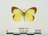 中文名:星黃蝶(3124-383)學名:Eurema brigitta hainana (Moore, 1878)(3124-383)