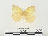 中文名:端黑黃蝶(515-11)學名:Eurema laeta punctissima (Matsumura, 1909)(515-11)