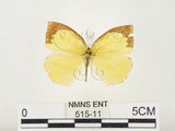 中文名:端黑黃蝶(515-11)學名:Eurema laeta punctissima (Matsumura, 1909)(515-11)