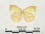 中文名:端黑黃蝶(515-15)學名:Eurema laeta punctissima (Matsumura, 1909)(515-15)