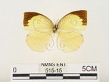 中文名:端黑黃蝶(515-15)學名:Eurema laeta punctissima (Matsumura, 1909)(515-15)