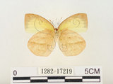 中文名:端黑黃蝶(1282-17219)學名:Eurema laeta punctissima (Matsumura, 1909)(1282-17219)