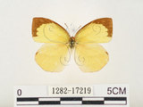 中文名:端黑黃蝶(1282-17219)學名:Eurema laeta punctissima (Matsumura, 1909)(1282-17219)