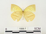 中文名:端黑黃蝶(1588-7)學名:Eurema laeta punctissima (Matsumura, 1909)(1588-7)