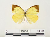 中文名:端黑黃蝶(1588-7)學名:Eurema laeta punctissima (Matsumura, 1909)(1588-7)